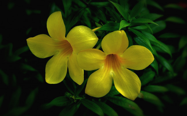 Обои картинки фото цветы, алламанда, желтый
