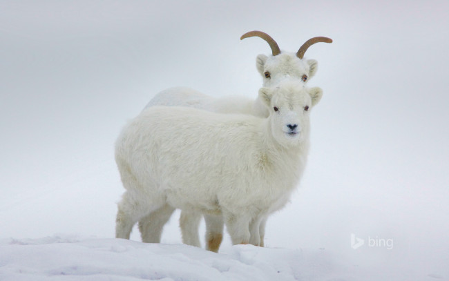 Обои картинки фото животные, овцы,  бараны, снег