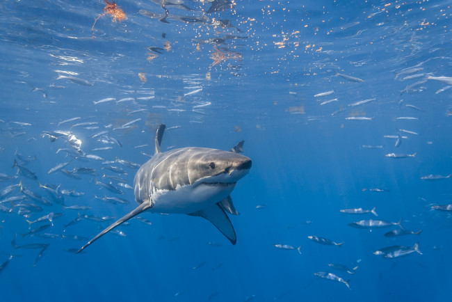 Обои картинки фото great white shark, животные, акулы, акула, мир, подводный, океан