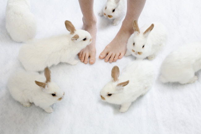 Обои картинки фото животные, кролики,  зайцы, уши, ноги