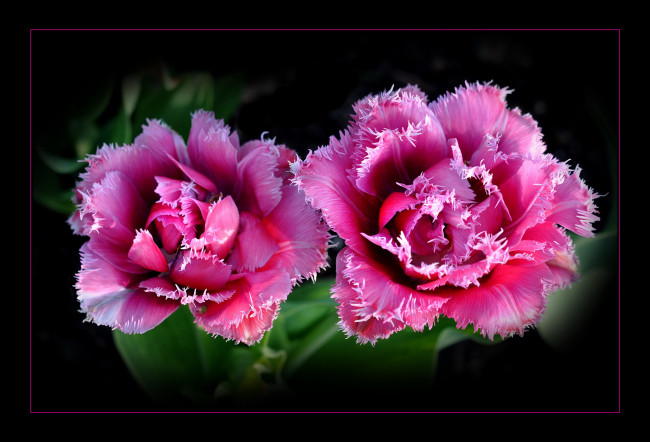 Обои картинки фото цветы, тюльпаны, розовые