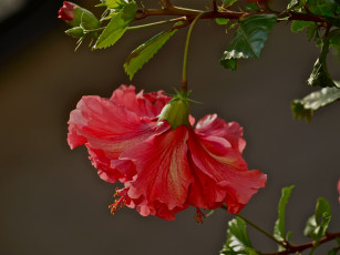 Картинка цветы гибискусы листья макро розовый гибискус