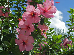 Картинка цветы гибискусы облако небо розовые