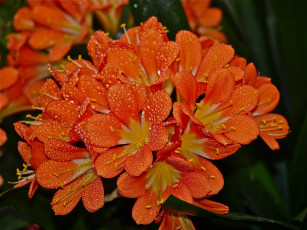 Картинка цветы кливия вода оранжевые капли