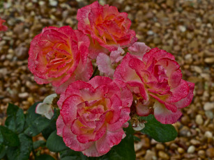 Картинка цветы розы лепестки куст