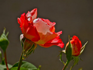 Картинка цветы розы оранжевые фон цветок бутон