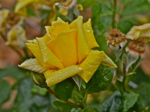 Картинка цветы розы вода капли роса жёлтая макро лепестки бутон роза