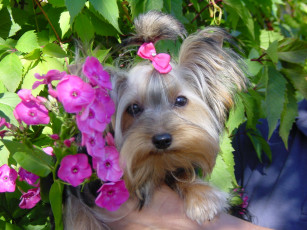 Картинка животные собаки цветы собака