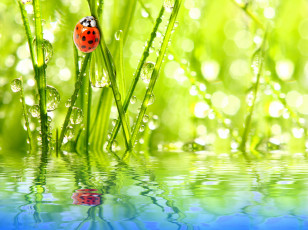 Картинка животные божьи+коровки божья коровка отражение вода насекомое трава капли роса небо