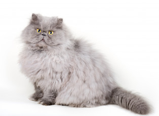 Картинка животные коты взгляд коте киса белый фон