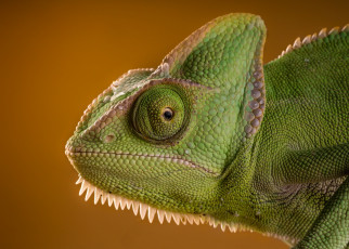 Картинка животные хамелеоны lizard рептилия eyes ящерица chameleon хамелеон reptile ящерка beauty green морда интерес