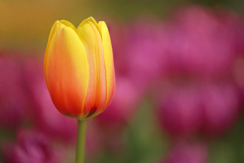 Картинка цветы тюльпаны природа tender water nature flower li feng луг drops orange tulips цветок