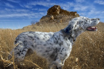 Картинка животные собаки пес охотничий