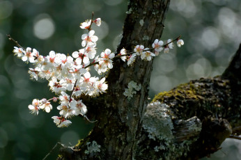 Картинка цветы цветущие+деревья+ +кустарники цветение весна дерево