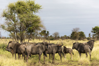 Картинка животные антилопы гну антилопа