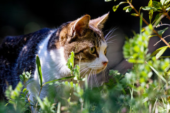 Картинка животные коты трава кот лето растения