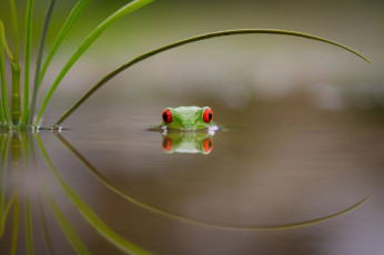 Картинка животные лягушки красные глаза плывет leave купание beauty древесная лягушка frog лист red eyes colourfull озеро вода swimming зеленая разноцветная lake water