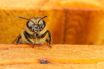 Картинка животные пчелы +осы +шмели макро насекомое