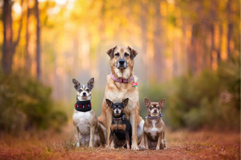 Картинка животные собаки семья Чихуахуа kaylee greer bokeh chihuahua dog family cute dogs breath пинчер