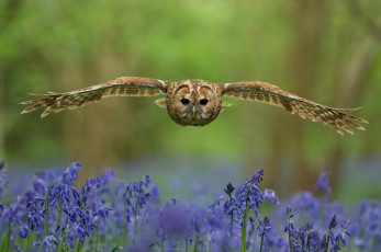 Картинка животные совы цветы поляна взгляд птица сова лес крылья взмах размытость колокольчики синие полёт