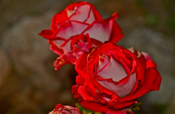Картинка цветы розы красные куст