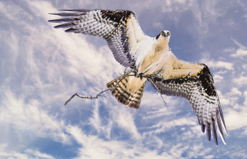 Картинка животные птицы+-+хищники веточки птица небо