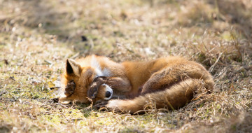 Картинка животные лисы природа лиса фон
