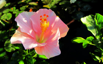 Картинка цветы гибискусы розовый