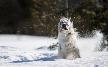 Картинка животные собаки снег друг собака