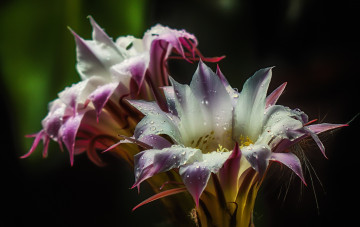 Картинка цветы кактусы цветение hd nature flower cactus кактус природа пыльца вода drops water blossom капли