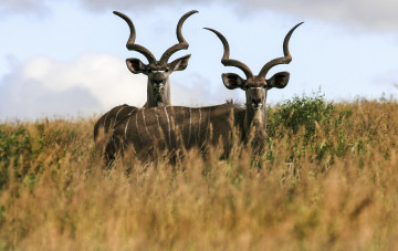 Картинка животные антилопы рога степь