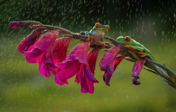 Картинка животные лягушки древесные frog дружба friendsheep лапки colourfull rain flower red eyes orange дождь красные глаза оранжевые цветок разноцветные зеленые beauty