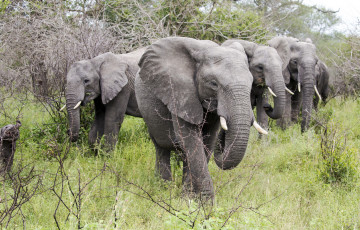 Картинка животные слоны стадо