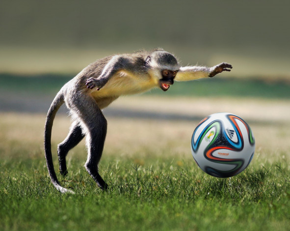 Обои картинки фото животные, обезьяны, футбол, football, ball, game, monkey, игра, животное, playing, мяч, обезьяна