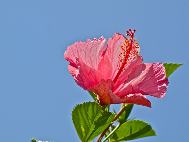 Обои картинки фото цветы, гибискусы, небо, розовый, гибискус