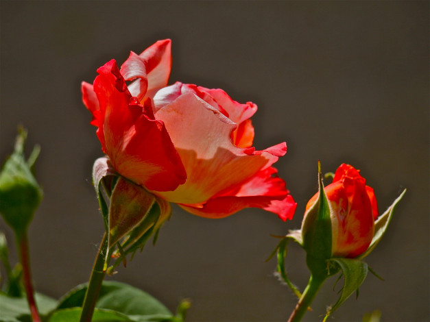 Обои картинки фото цветы, розы, оранжевые, фон, цветок, бутон
