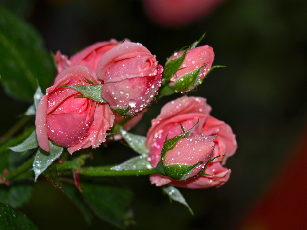 Обои картинки фото цветы, розы, роса, розовые, капли
