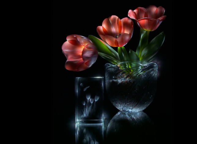 Обои картинки фото цветы, тюльпаны, тёмный, фон