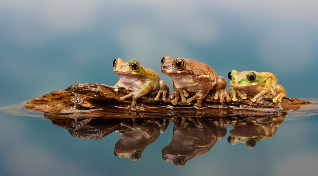 Обои картинки фото животные, лягушки, лес, frog, macro, lake, озеро, nature, природа, small
