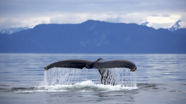Обои картинки фото животные, киты,  кашалоты, кит, хвост, море, облака, брызги, скалы