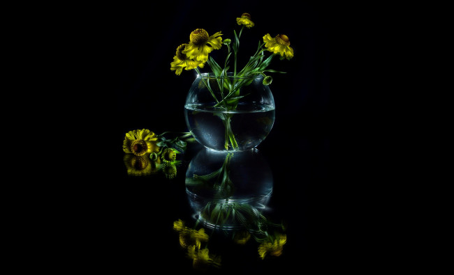 Обои картинки фото цветы, гайлардии,  гелениумы, чёрный, фон, вода, жёлтые, баночка