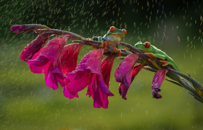 Обои картинки фото животные, лягушки, древесные, frog, дружба, friendsheep, лапки, colourfull, rain, flower, red, eyes, orange, дождь, красные, глаза, оранжевые, цветок, разноцветные, зеленые, beauty