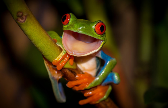 Обои картинки фото животные, лягушки, frog, beauty, древесная, разноцветная, красные, глаза, стебель, лягушка, зеленая, orange, colourfull, red, eyes, hd, привет, рот, лапки, оранжевые