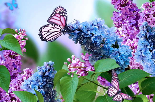 Обои картинки фото цветы, сирень, бабочка, коллаж, соцветие, весна, природа