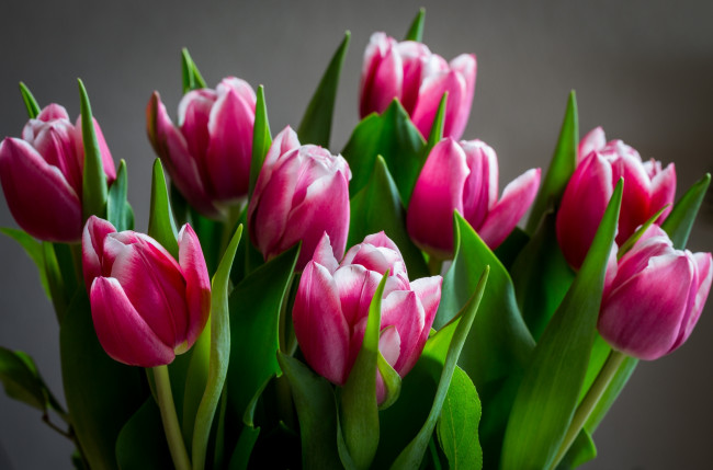 Обои картинки фото цветы, тюльпаны, розовые