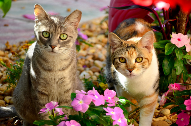 Обои картинки фото животные, коты, цветы, пара, коте, кошки