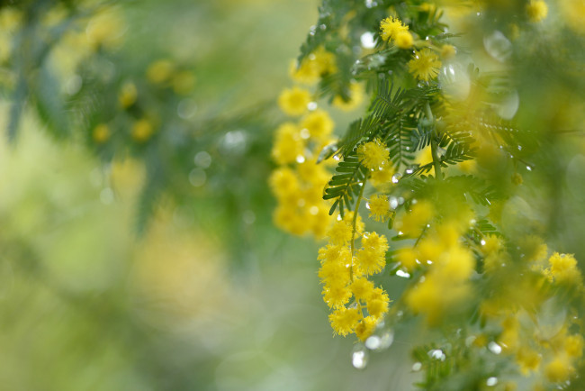 Обои картинки фото цветы, мимоза, капли, весна, нежность, жёлтые