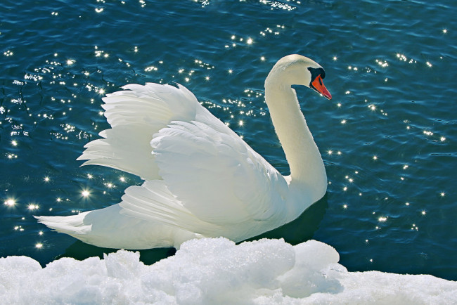 Обои картинки фото животные, лебеди, белый, лебедь, snow, swan, tender, снег, water, вода, природа, nature, li, feng