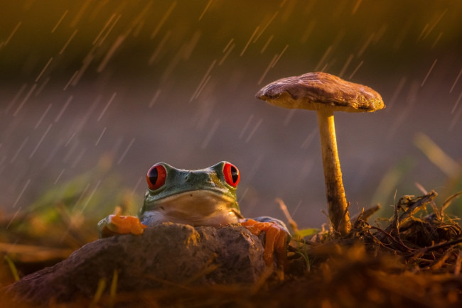 Обои картинки фото животные, лягушки, древесная, frog, orange, red, eyes, mushroom, rain, грусть, красные, глаза, лягушка, задумчивость, лапки, гриб, оранжевые, colourfull, разноцветная, зеленая, дождь, beauty