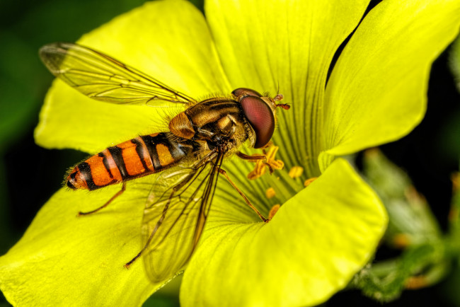 Обои картинки фото животные, насекомые, цветок, насекомое, жёлтый, макро